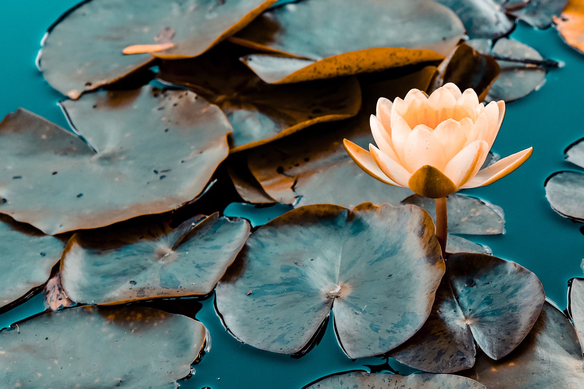 lotus in water
